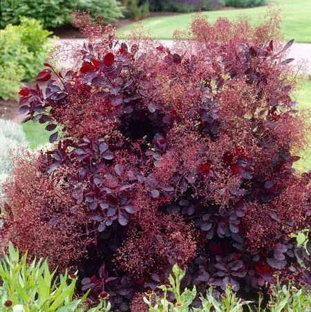 Pandy's Garden Center Smoketree Royal Purple 3 Pandy's Garden Center Smoketree Royal Purple