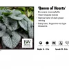 SUNBEAM GARDENS Brunnera - Queen Of Hearts Perennials 1 SUNBEAM GARDENS Brunnera - Queen Of Hearts Perennials