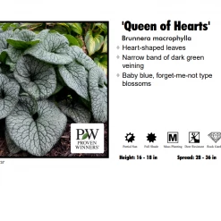 SUNBEAM GARDENS Brunnera - Queen Of Hearts Perennials