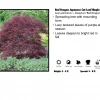 Pandy's Garden Center Japanese Maple - Red Dragon Weeping Nursery