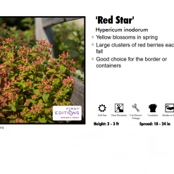Prides Corner Nursery Hypericum St John's Wort - Red Star