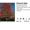 Pandy's Garden Center Maple - Red Sunset Nursery