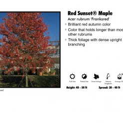 Pandy's Garden Center Maple - Red Sunset Nursery