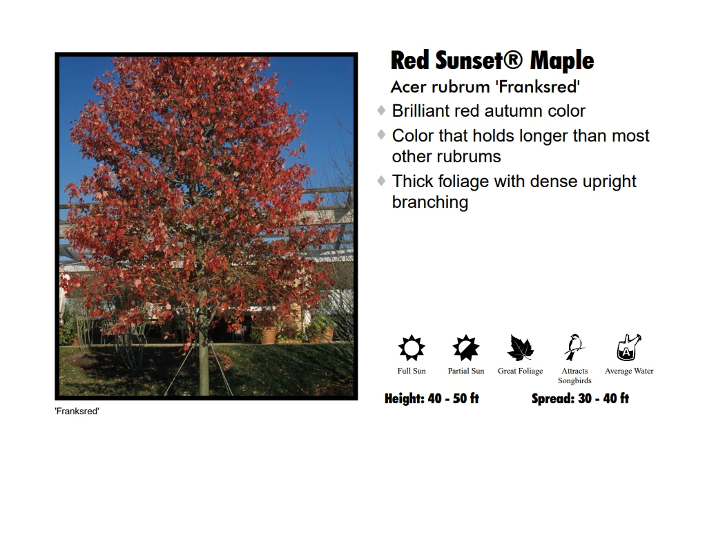 Pandy's Garden Center Maple - Red Sunset Nursery 3 Pandy's Garden Center Maple - Red Sunset Nursery