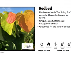 Walker Nursery Redbud - Rising Sun