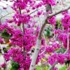 Walker Nursery Redbud - Oklahoma