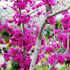Walker Nursery Redbud - Oklahoma