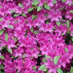 Pandy's Garden Center Nursery Azalea - Karens Purple