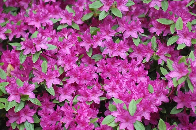 Pandy's Garden Center Nursery Azalea - Karens Purple 3 Pandy's Garden Center Nursery Azalea - Karens Purple