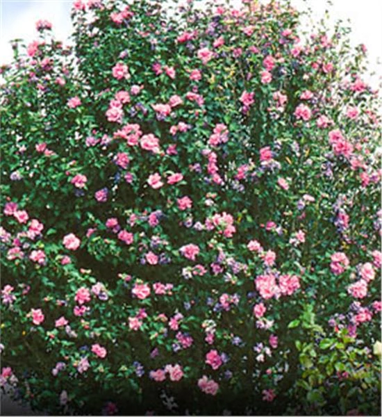 Pandy's Garden Center Rose Of Sharon Pink Tree #10 Nursery 3 Pandy's Garden Center Rose Of Sharon Pink Tree #10 Nursery