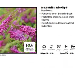Red Rock Nursery Butterfly Bush - Ruby Chip