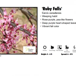 Walker Redbud - Weeping Ruby Falls