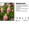 Pandy's Garden Center Nursery Summersweet - Ruby Spice