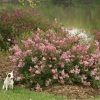 Pandy's Garden Center Lilac Scent & Sensibility Pink Nursery