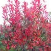 Pandy's Garden Center Nursery Serviceberry Rainbow Pillar