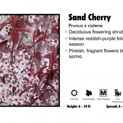 Pandy's Garden Center Dwarf Purple Leaf Plum - SandCherry Nursery