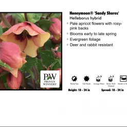 Pandy's Garden Center Perennials Helleborus "Sandy Shores"