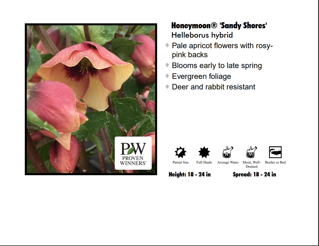 Pandy's Garden Center Perennials Helleborus "Sandy Shores" 3 Pandy's Garden Center Perennials Helleborus "Sandy Shores"