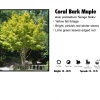 Pandy's Garden Center Japanese Maple - Coral Bark Nursery 1 Pandy's Garden Center Japanese Maple - Coral Bark Nursery