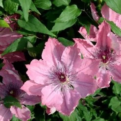 Pandy's Garden Center Clematis 'Sarah Elizabeth' Perennials