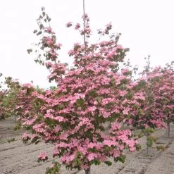 Pandy's Garden Center Dogwood Korean - Stellar Pink Kousa