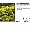 Pandy's Garden Center Nursery Juniper - Saybrook Gold 1 Pandy's Garden Center Nursery Juniper - Saybrook Gold
