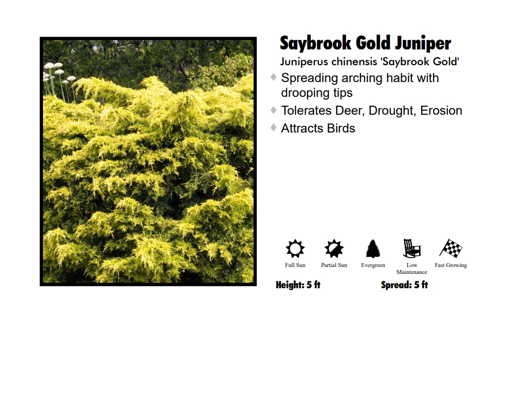 Pandy's Garden Center Nursery Juniper - Saybrook Gold 3 Pandy's Garden Center Nursery Juniper - Saybrook Gold