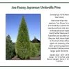 Iseli Nursery Joe Kozey Japanese Umbrella Pine