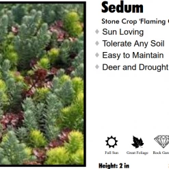 Willoway Sedum - Flaming Carpet Catawba Perennials