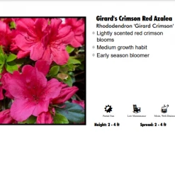 Pandy's Garden Center Azalea - Girard Crimson Red