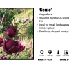 Willoway Magnolia - Genie Nursery