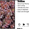 Willoway Perennials Sedum - Flaming Carpet Merlot 2 Willoway Perennials Sedum - Flaming Carpet Merlot