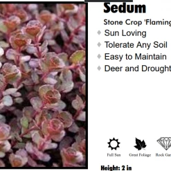 Willoway Perennials Sedum - Flaming Carpet Merlot