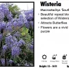 Willoway Nursery Wisteria - South Belle