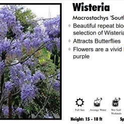 Willoway Nursery Wisteria - South Belle