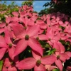 Pandy's Garden Center Dogwood - Scarlet Fire Korean Nursery