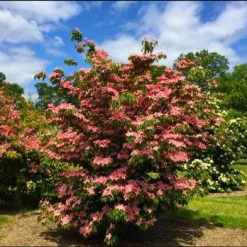Pandy's Garden Center Dogwood - Scarlet Fire Korean Nursery