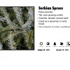 Pandy's Garden Center Nursery Spruce - Serbian