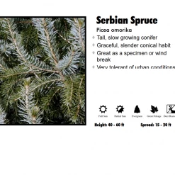 Pandy's Garden Center Nursery Spruce - Serbian