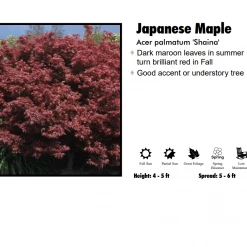 Pandy's Garden Center Japanese Maple - Shaina Nursery
