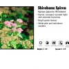 Pandy's Garden Center Nursery Spirea - Shirobana Multi Color
