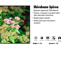 Pandy's Garden Center Nursery Spirea - Shirobana Multi Color