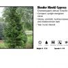 Pandy's Garden Center Hinoki Cypress - Dwarf Slender