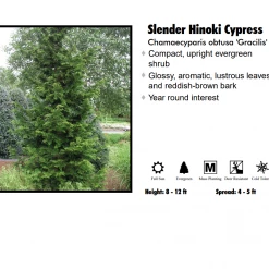 Pandy's Garden Center Hinoki Cypress - Dwarf Slender