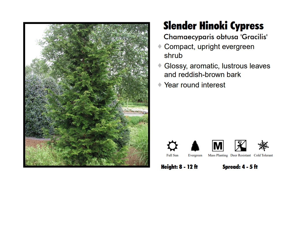 Pandy's Garden Center Hinoki Cypress - Dwarf Slender 3 Pandy's Garden Center Hinoki Cypress - Dwarf Slender