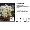 Pandy's Garden Center Perennials Helleborus 'Snowbells’