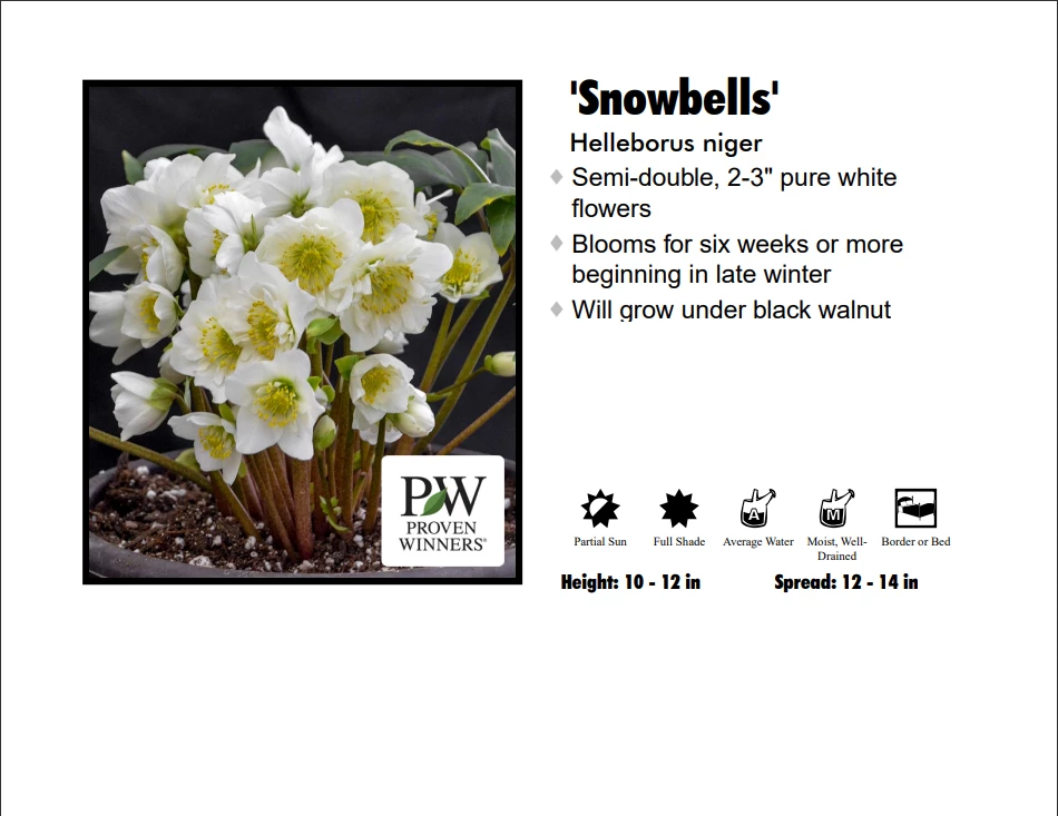 Pandy's Garden Center Perennials Helleborus 'Snowbells’ 3 Pandy's Garden Center Perennials Helleborus 'Snowbells’
