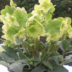 Pandy's Garden Center Helleborus X Nigercors Snow Love Lenten Rose Perennials