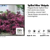 Pandy's Garden Center Nursery Weigelia - Spilled Wine