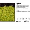 Pandy's Garden Center Spirea - Gold Mound